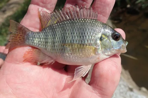 Redbreast tilapia — Andrew Deacon / Wikimedia Commons / CC0