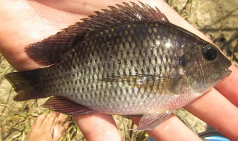 Redbreast tilapia — Robert Taylor / Wikimedia Commons / CC BY 4.0