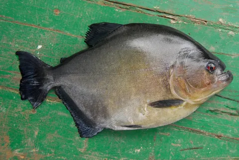 Redeye piranha — w_endo / Wikimedia Commons / CC0