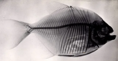 Redeye piranha — Carl H. Eigenmann / Wikimedia Commons / Public domain