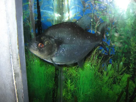 Redeye piranha — Sakura1994 / Wikimedia Commons / CC BY-SA 4.0
