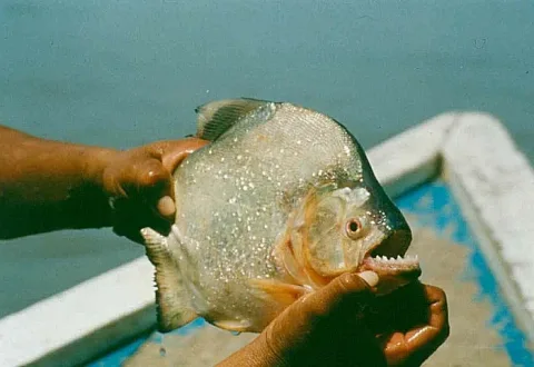 Redeye piranha — Torox / Wikimedia Commons / CC BY-SA 3.0
