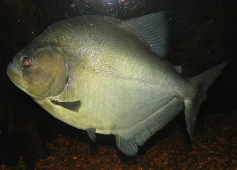 Redeye piranha — Ltshears / Wikimedia Commons / CC BY-SA 3.0