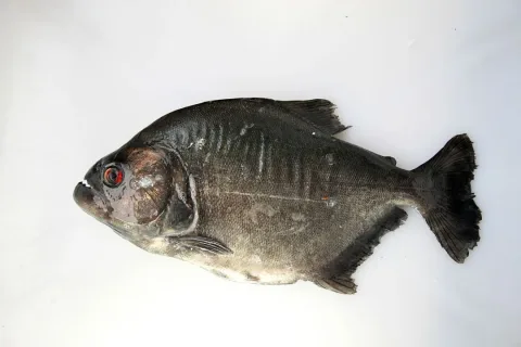 Redeye piranha — Clinton &amp; Charles Robertson from RAF Lakenheath, UK &amp; San Marcos, TX, USA &amp; UK / Wikimedia Commons / CC BY 2.0