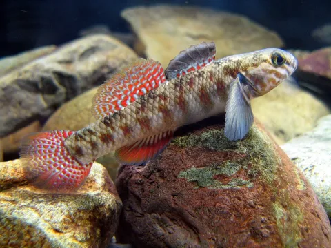 Redfinned bully — Stella McQueen / Wikimedia Commons / CC BY-SA 4.0