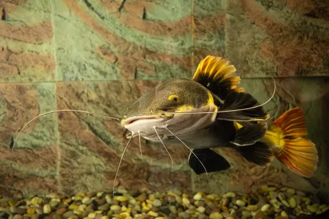Redtail catfish — Mattia Nocciola / Wikimedia Commons / CC BY-SA 4.0