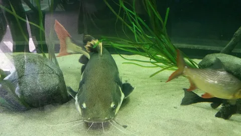 Redtail catfish — Emőke Dénes / Wikimedia Commons / CC BY-SA 4.0