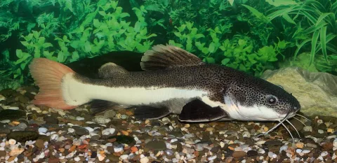 Redtail catfish — George Chernilevsky / Wikimedia Commons / CC BY-SA 4.0