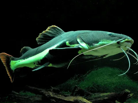 Redtail catfish — Monika Betley / Wikimedia Commons / CC BY-SA 3.0