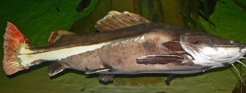 Redtail catfish — Stan Shebs / Wikimedia Commons / CC BY-SA 3.0