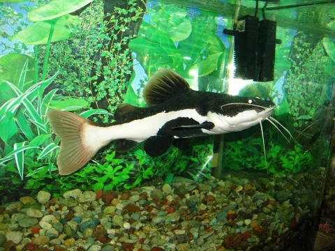 Redtail catfish — Шатилло Г.В. / Wikimedia Commons / CC BY-SA 3.0