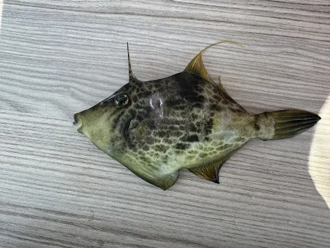 Reticulated leatherjacket — Selim Türeli / Wikimedia Commons / CC BY 4.0