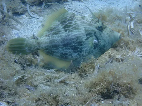 Reticulated leatherjacket — Sarah Faulwetter / Wikimedia Commons / CC BY 4.0