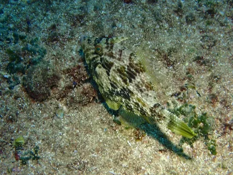 Reticulated leatherjacket — Moustapha Itani / Wikimedia Commons / CC BY 4.0