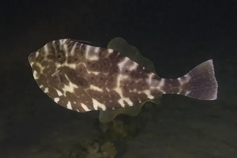 Reticulated leatherjacket — Diego Delso / Wikimedia Commons / CC BY-SA 4.0