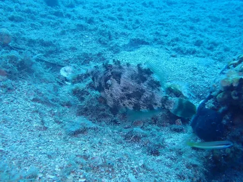 Reticulated leatherjacket — Sarah Faulwetter / Wikimedia Commons / CC BY 4.0