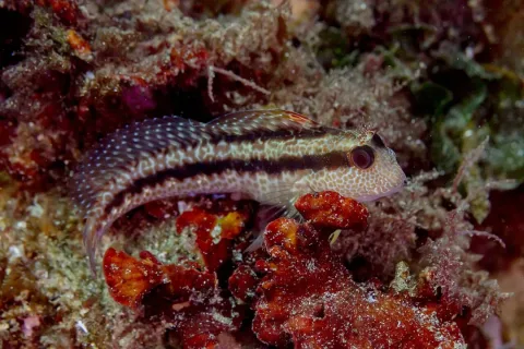 Ringneck blenny — Diego Delso / Wikimedia Commons / CC BY-SA 4.0