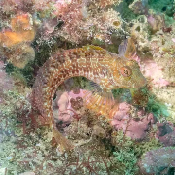 Ringneck blenny — Diego Delso / Wikimedia Commons / CC BY-SA 4.0