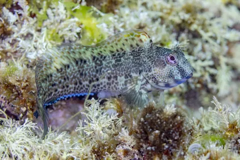 Ringneck blenny — Diego Delso / Wikimedia Commons / CC BY-SA 4.0