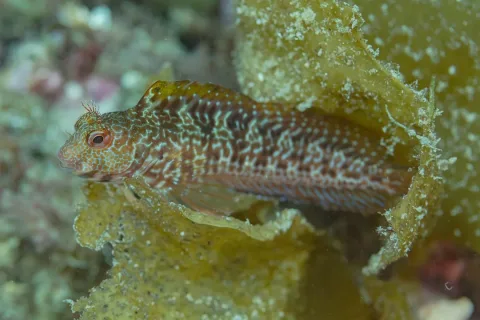 Ringneck blenny — Diego Delso / Wikimedia Commons / CC BY-SA 4.0