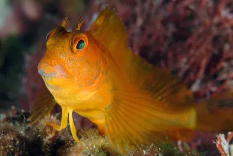 Ringneck blenny — Etrusko25 / Wikimedia Commons / Public domain