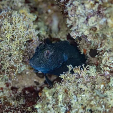 Ringneck blenny — Diego Delso / Wikimedia Commons / CC BY-SA 4.0