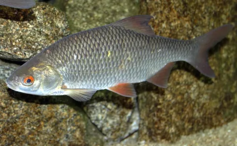 Roach — Karelj / Wikimedia Commons / Public domain