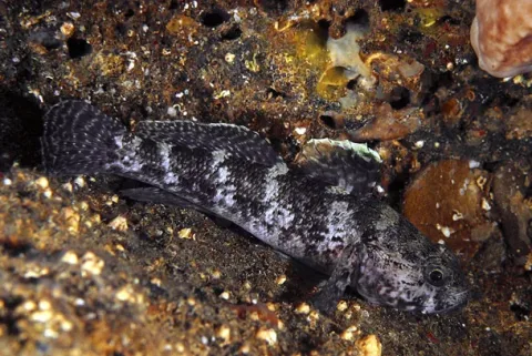 Rock goby — Etrusko25 / Wikimedia Commons / Public domain