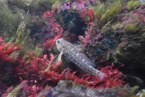 Rock goby — Tylwyth Eldar / Wikimedia Commons / CC BY-SA 4.0