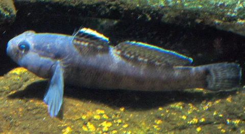 Rock goby — Liné1 / Wikimedia Commons / CC BY-SA 3.0
