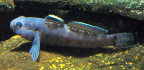Rock goby — Liné1 / Wikimedia Commons / CC BY-SA 3.0