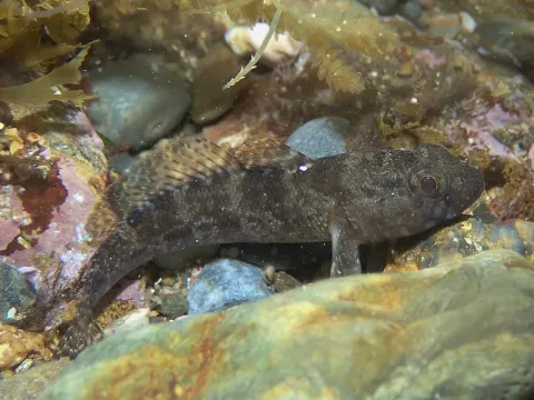 Rock goby — jujurenoult / Wikimedia Commons / CC BY 4.0