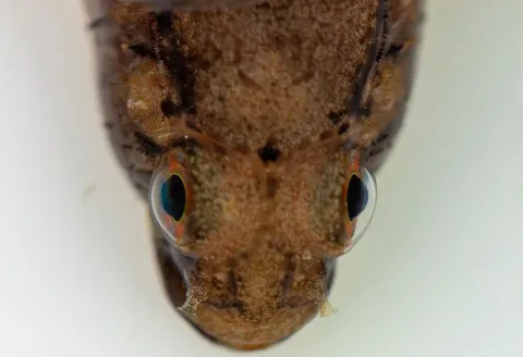 Rock goby — Nastasja Terrom (IFREMER, Pôle Ifremer par le mot et l'image, Centre Bretagne - ZI de la Pointe du Diable - CS 10070 - 2 / Wikimedia Commons / CC BY 4.0
