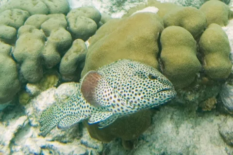 Rock hind — Paul Asman and Jill Lenoble / Wikimedia Commons / CC BY 2.0