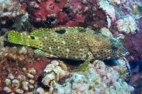 Rock hind — NOAA Photo Library / Wikimedia Commons / CC BY 2.0