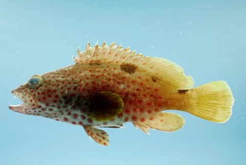 Rock hind — SEFSC Pascagoula Laboratory; Collection of Brandi Noble, NOAA/NMFS/SEFSC / Wikimedia Commons / Public domain