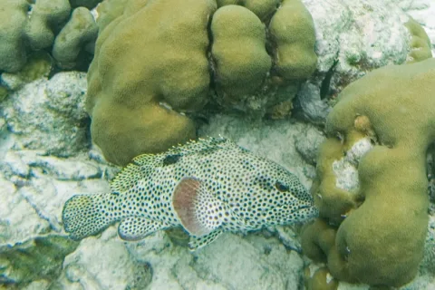 Rock hind — Paul Asman and Jill Lenoble / Wikimedia Commons / CC BY 2.0