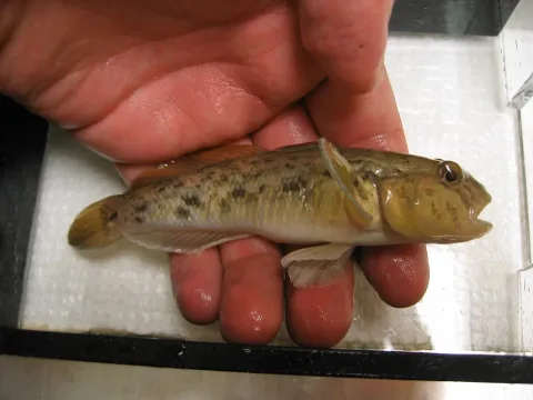 Round goby — Yavno at English Wikipedia / Wikimedia Commons / Public domain