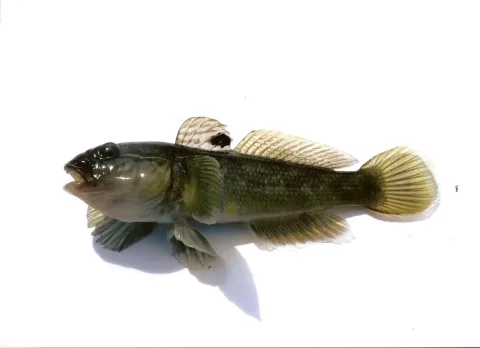 Round goby — Peter van der Sluijs / Wikimedia Commons / CC BY 3.0