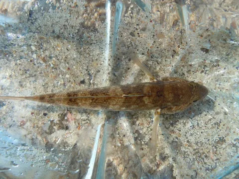 Round goby — Yuriy Kvach / Wikimedia Commons / CC BY-SA 4.0