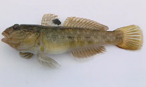 Round goby — Peter van der Sluijs / Wikimedia Commons / CC BY-SA 3.0