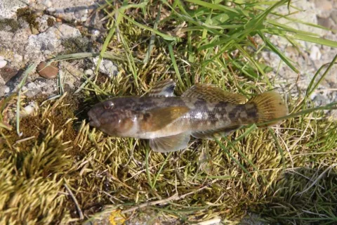 Round goby — Peter van der Sluijs / Wikimedia Commons / CC BY-SA 3.0
