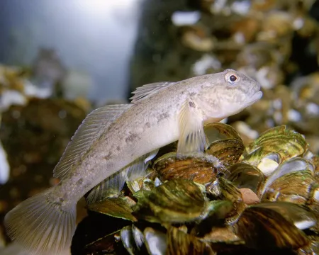 Round goby — Eric Engbretson, U.S. Fish and Wildlife Service / Wikimedia Commons / Public domain