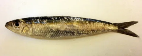 Round sardinella — Foundling / Wikimedia Commons / CC BY-SA 4.0