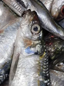 Round sardinella — karimhaddad / Wikimedia Commons / CC BY 4.0