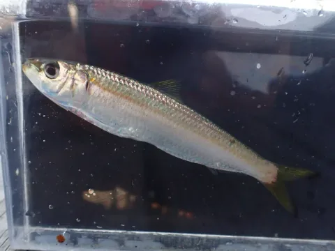 Round sardinella — avnj / Wikimedia Commons / CC BY 4.0