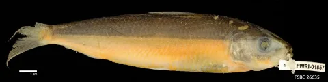 Round sardinella — FWC Fish and Wildlife Research Institute / Wikimedia Commons / CC BY 2.0
