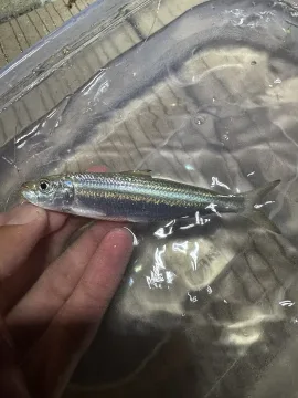 Round sardinella — kaimurphy / Wikimedia Commons / CC BY 4.0