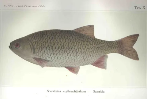 Rudd — Felice Supino / Wikimedia Commons / Public domain