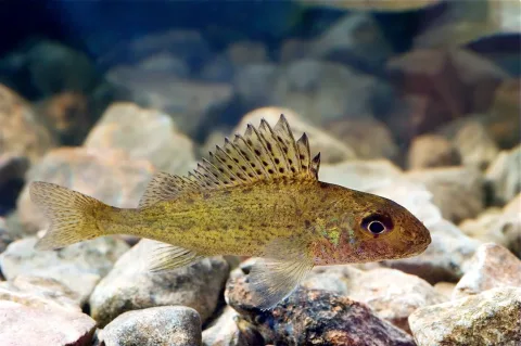 Ruffe — Tiit Hunt / Wikimedia Commons / CC BY-SA 3.0